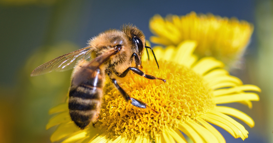 Ekologiskt odlad bivax - naturliga skatter från bin